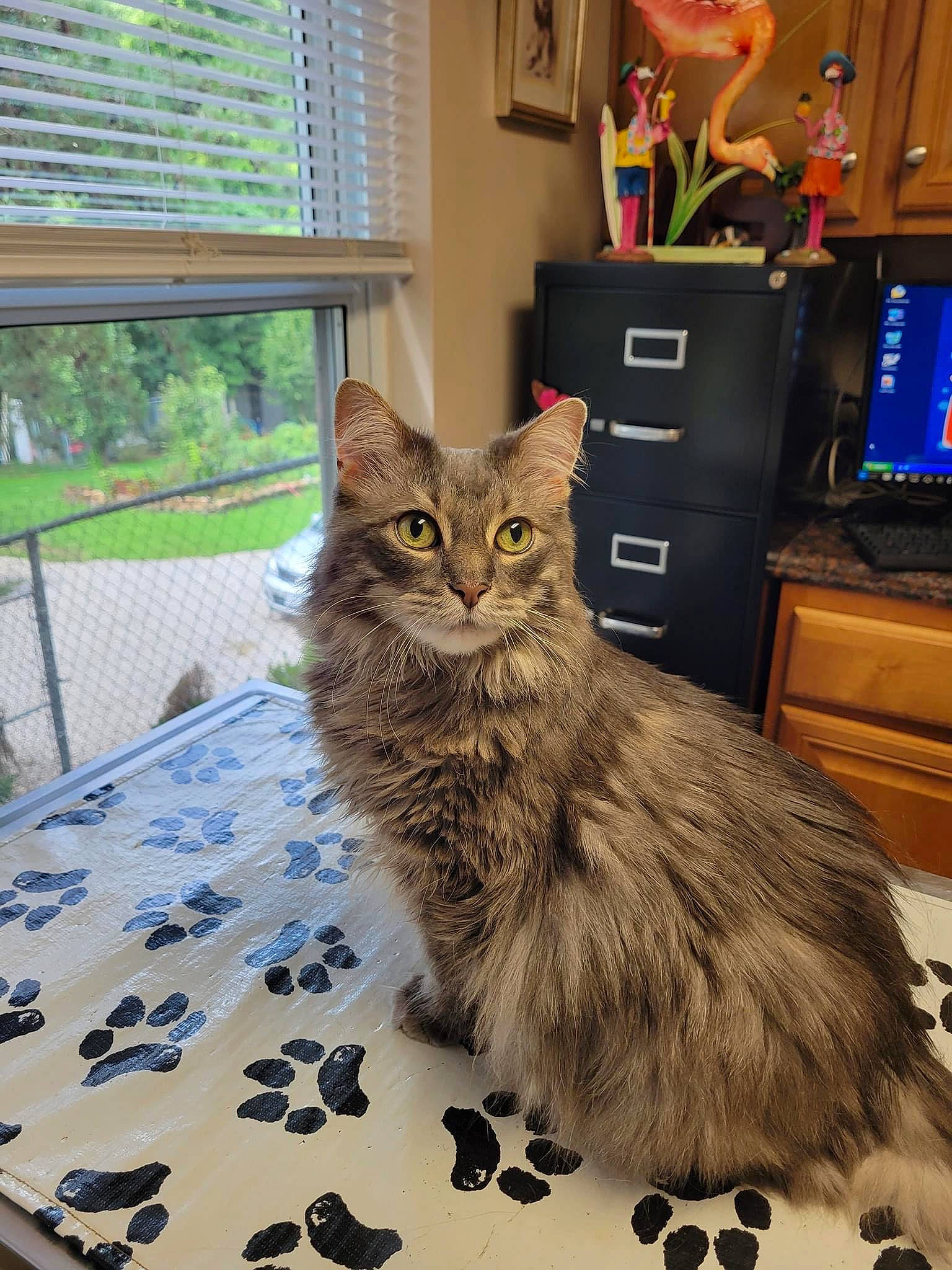 Lily joined the competition — help win amazing prizes! cabinetry, carnivore, cat, chest, chest_of_drawers, domestic_short_haired_cat, drawer, dresser, felidae, fur, houseplant, plant, small_to_medium_sized_cats, snout, tail, television, whiskers, window, window_blind, wood