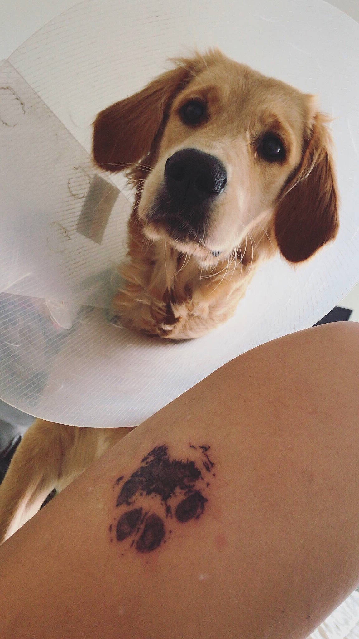 Flicka a rejoint le concours — aidez-le/la à gagner de superbes lots ! canidae, carnivore, cocker_spaniel, companion_dog, dog, dog_breed, fawn, puppy, rare_breed_dog, snout, sporting_group