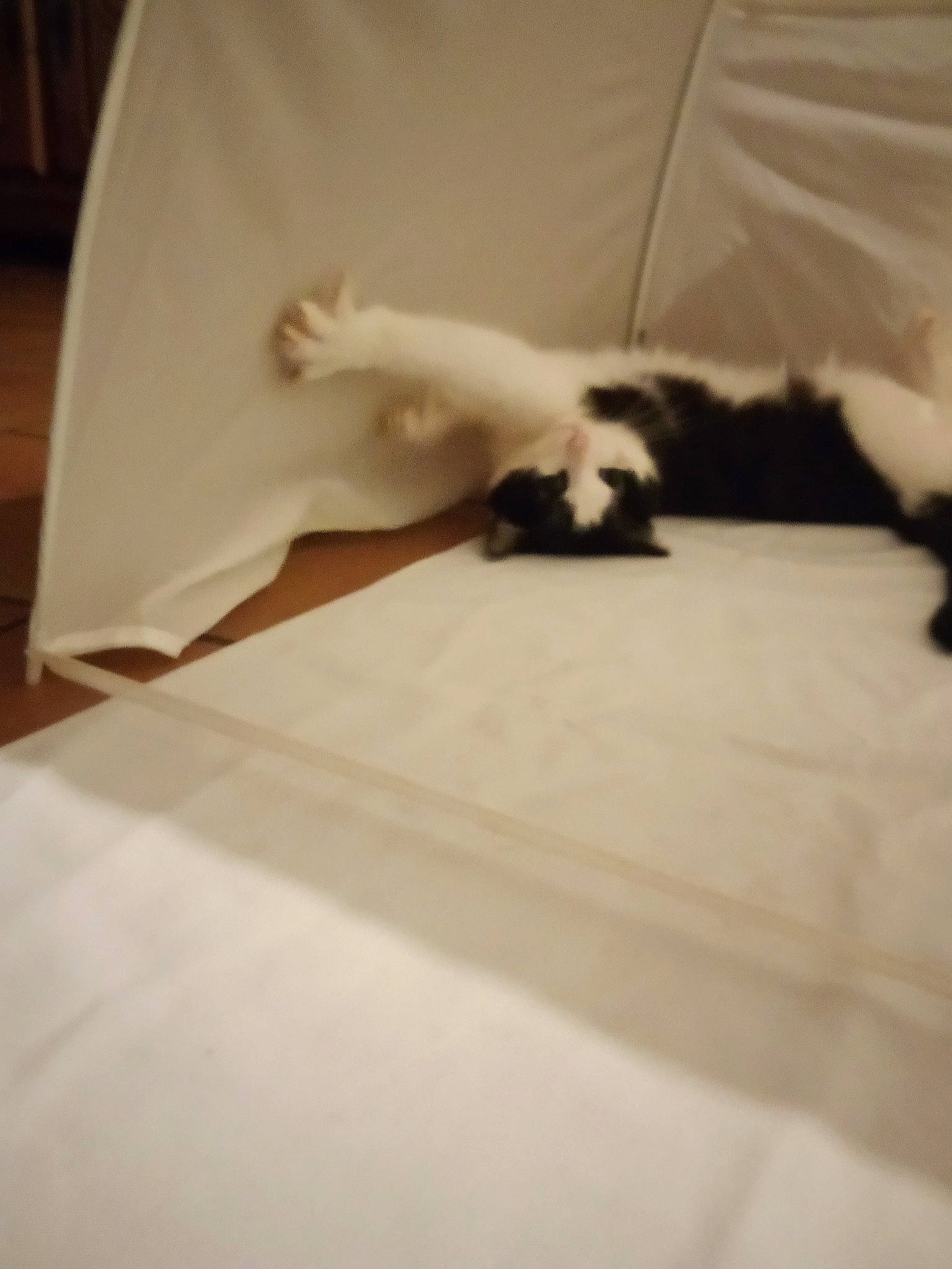 Felix participe au concours pour gagner de l'argent avec cette photo : bedding, bedroom, carnivore, cat, comfort, companion_dog, domestic_short_haired_cat, felidae, floor, flooring, fur, hardwood, linens, room, small_to_medium_sized_cats, tail, terrestrial_animal, tints_and_shades, whiskers, wood