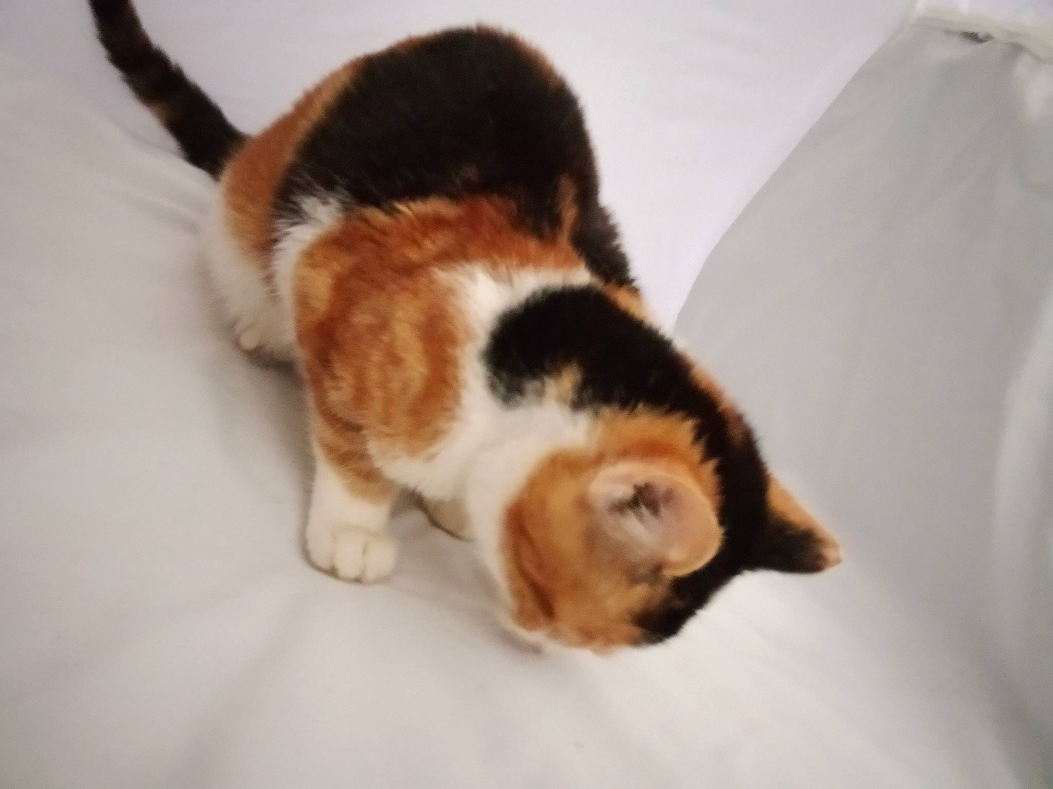 Nala a rejoint le concours — aidez-le/la à gagner de superbes lots ! canidae, carnivore, cat, claw, comfort, companion_dog, dog_breed, domestic_short_haired_cat, fawn, felidae, flooring, fur, linens, paw, small_to_medium_sized_cats, snout, sporting_group, tail, whiskers, wood