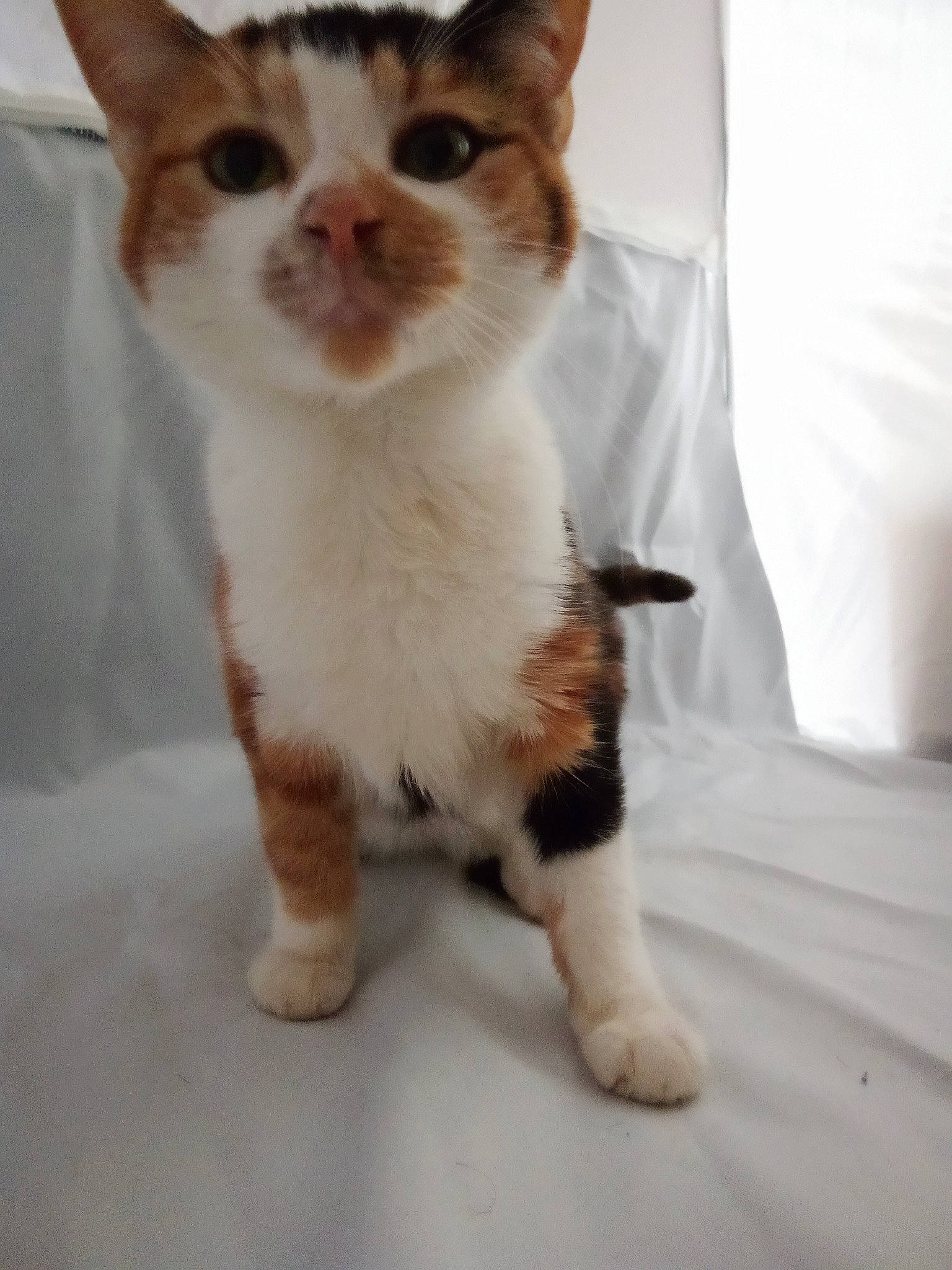 Nala a rejoint le concours — aidez-le/la à gagner de superbes lots ! carnivore, cat, claw, comfort, domestic_short_haired_cat, fawn, felidae, fur, paw, small_to_medium_sized_cats, snout, tail, terrestrial_animal, whiskers