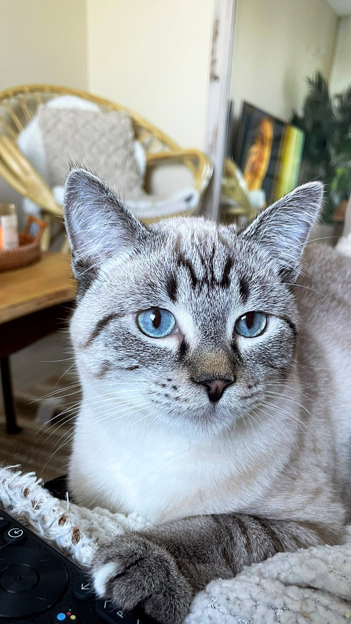 Damon participe au concours pour gagner de l'argent avec cette photo : art, carnivore, cat, domestic_short_haired_cat, door, eye, felidae, fur, grey, paw, photo_caption, plant, small_to_medium_sized_cats, snout, terrestrial_animal, tree, whiskers, wildlife, window