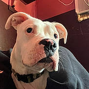 Winter is registered to the contest to win money with this photo: dog, white_dog, indoor, close_up, pet, canine, collar, face, ears, black_nose, looking_away, animal, domestic_animal, wall, radiator, pipe, warm_lighting, curious, portrait, furry
