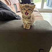 Abdul a rejoint le concours — aidez-le/la à gagner de superbes lots ! kitten, cat, pet, feline, cute, indoor, sofa, armrest, fur, whiskers, mouth_open, tiny, young, striped, tabby, cozy, home, window, pillow, floor