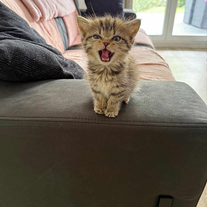 Abdul a rejoint le concours — aidez-le/la à gagner de superbes lots ! armrest, cat, cozy, cute, feline, floor, fur, home, indoor, kitten, mouth_open, pet, pillow, sofa, striped, tabby, tiny, whiskers, window, young