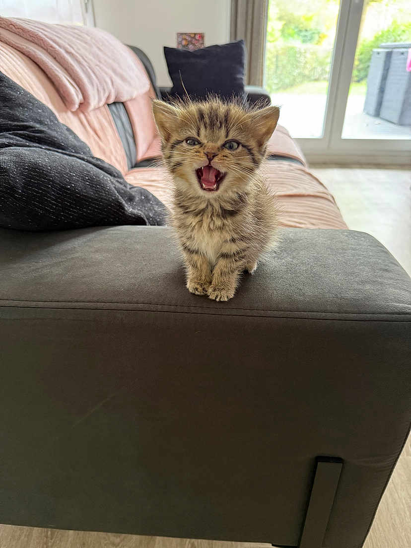 Abdul a rejoint le concours — aidez-le/la à gagner de superbes lots ! kitten, cat, pet, feline, cute, indoor, sofa, armrest, fur, whiskers, mouth_open, tiny, young, striped, tabby, cozy, home, window, pillow, floor