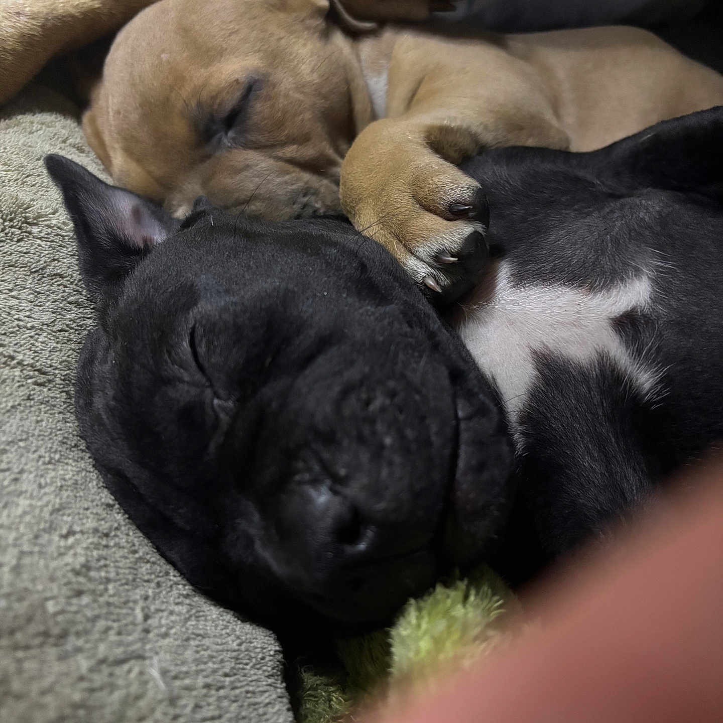 Tatter Tot is registered to the contest to win money with this photo: adorable, animal, blanket, closeup, companion, cozy, cuddle, cute, dog, friendship, fur, indoor, nap, paw, pet, puppy, relaxation, rest, sleeping, snuggle