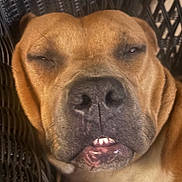 Tattertott is registered to the contest to win money with this photo: animal, brown_dog, canine, close_up, cute, dog, expression, face, funny_expression, furry, indoors, muzzle, pet, portrait, resting, sleepy, snout, teeth, texture, wicker
