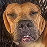 animal, brown_dog, canine, close_up, cute, dog, expression, face, funny_expression, furry, indoors, muzzle, pet, portrait, resting, sleepy, snout, teeth, texture, wicker