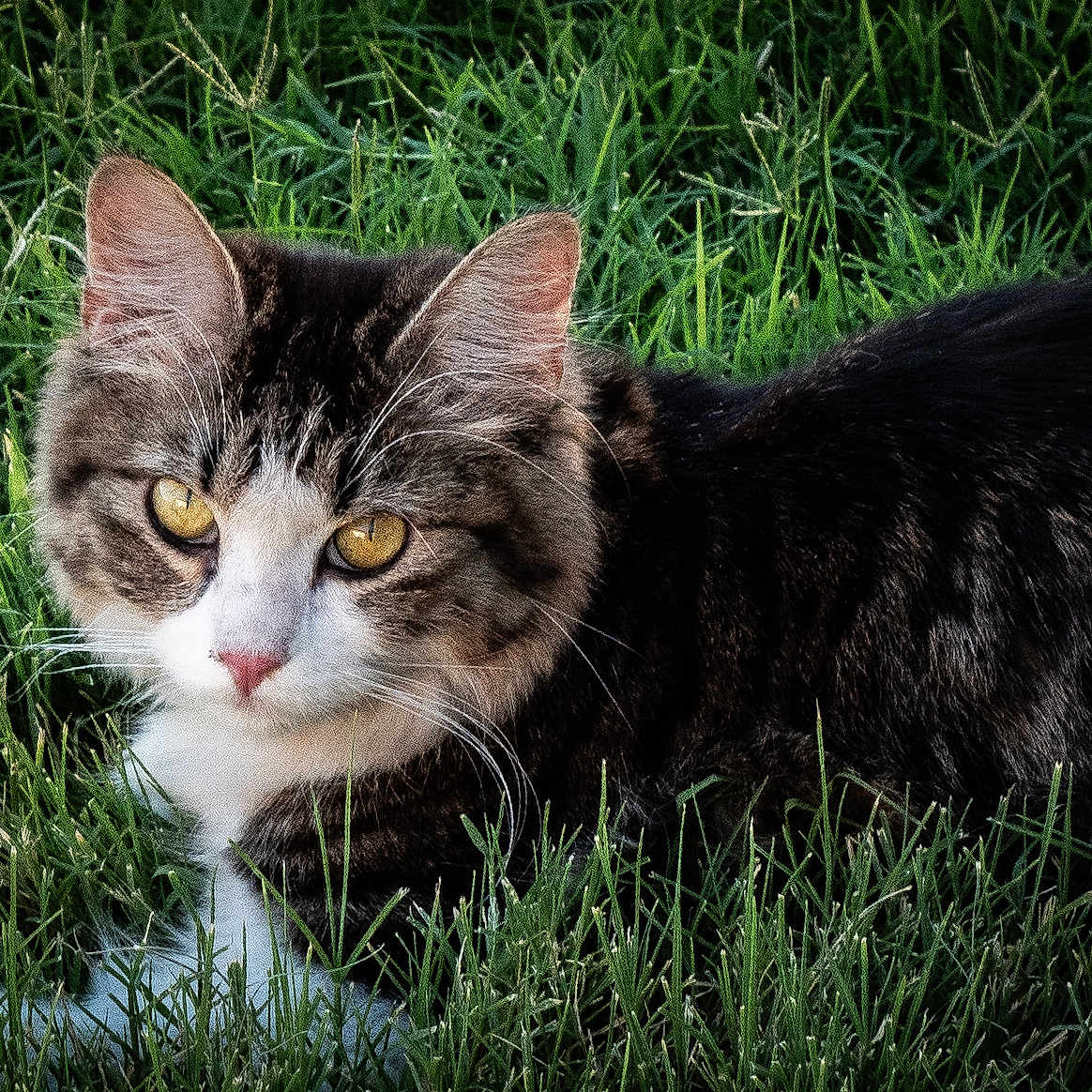 Dd Cat is registered to the contest to win money with this photo: abyssinian, angora, animal, blackcat, cat, countryside, field, grass, grassland, kitten, lawn, manx, meadow, nature, outdoors, pet, plant, rural