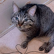 Mario Et Chacha participe au concours pour gagner de l'argent avec cette photo : cat, tabby, pet, floor, shoe, sneaker, heart_doodle, curious, indoor, closeup, whiskers, paw, animal, feline, looking_up, striped, cute, domestic, tile_floor, footwear