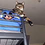 Mario Et Chacha a rejoint le concours — aidez-le/la à gagner de superbes lots ! cat, tabby_cat, bunk_bed, mickey_mouse, pillow, bedroom, metal_frame, stretching, paw, ceiling, light_bulb, indoor, feline, resting, cozy, furniture, sleepy, pet, animal, comfortable