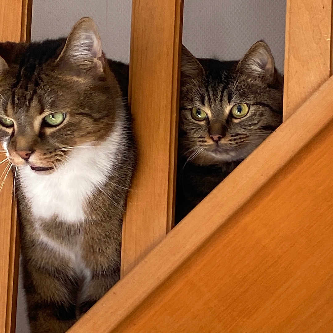 Mario Et Chacha a rejoint le concours — aidez-le/la à gagner de superbes lots ! animals, cat, companions, curiosity, curious, cute, domestic, ears, eyes, face, feline, home, indoor, looking, pair, pets, stairs, tabby, whiskers, wood