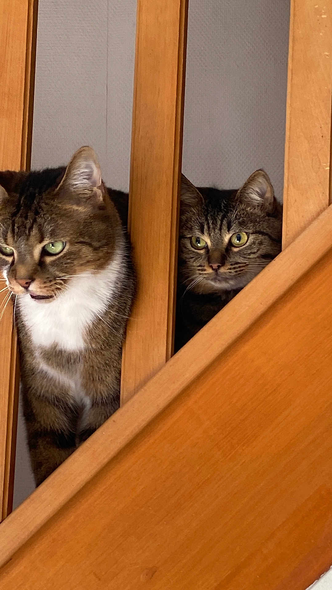 Mario Et Chacha a rejoint le concours — aidez-le/la à gagner de superbes lots ! cat, tabby, pets, animals, wood, stairs, curious, indoor, feline, ears, whiskers, eyes, face, looking, pair, domestic, cute, companions, home, curiosity