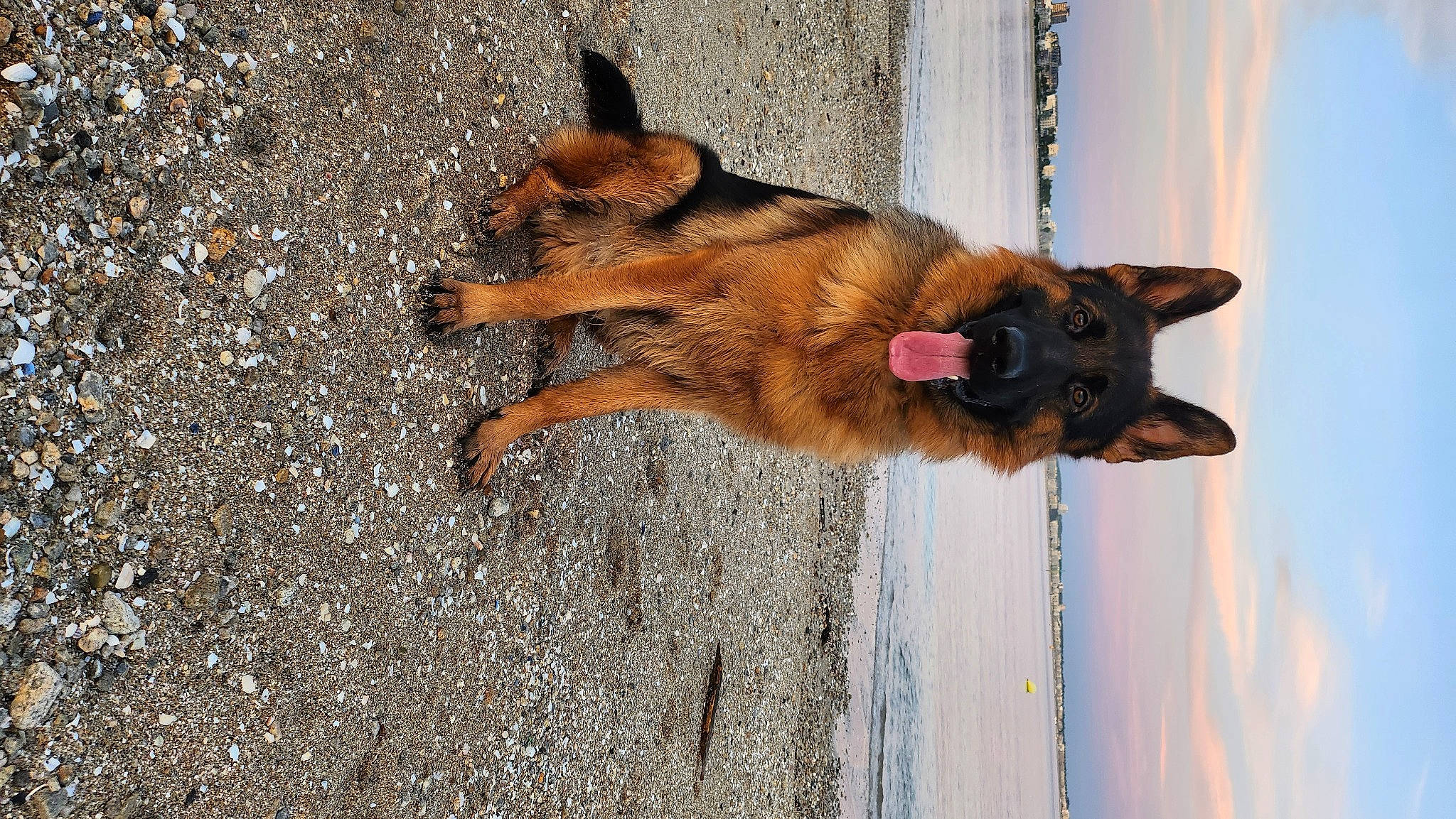 Thor a rejoint le concours — aidez-le/la à gagner de superbes lots ! canidae, carnivore, cloud, collar, dog, dog_breed, door, fawn, felidae, fur, german_shepherd_dog, old_german_shepherd_dog, sky, small_to_medium_sized_cats, snout, sporting_group, tail, water, whiskers, window