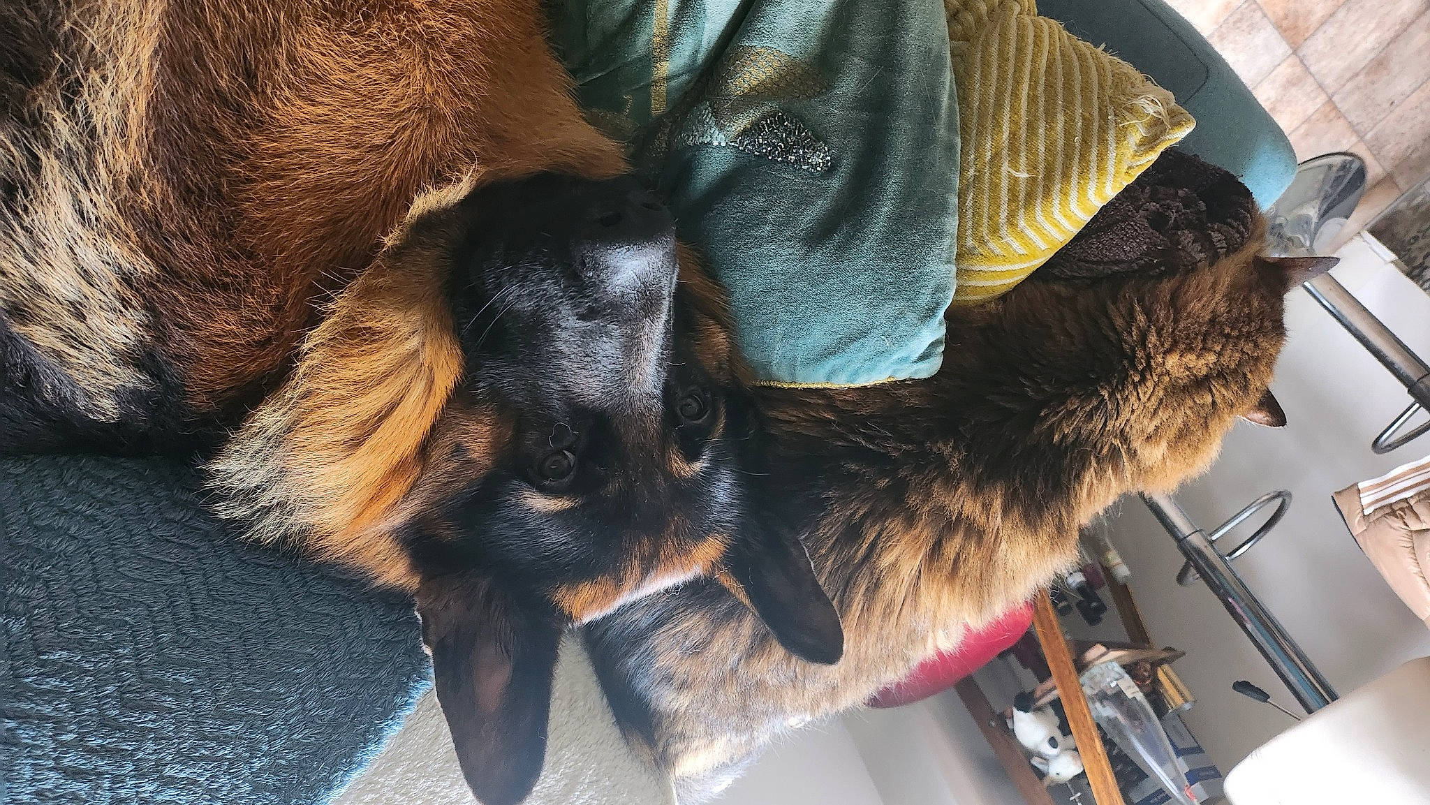 Thor participe au concours pour gagner de l'argent avec cette photo : canidae, carnivore, claw, comfort, companion_dog, dog, dog_breed, ear, fawn, felidae, fur, human_leg, liver, paw, small_to_medium_sized_cats, snout, sporting_group, tail, whiskers, working_animal