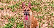 Belle a rejoint le concours — aidez-le/la à gagner de superbes lots ! dog, canine, tan_dog, sitting, outdoors, field, grass, dry_grass, greenery, animal, pet, upright_ears, open_mouth, pink_tongue, looking_at_camera, portrait, nature, daylight, centered_subject, photography