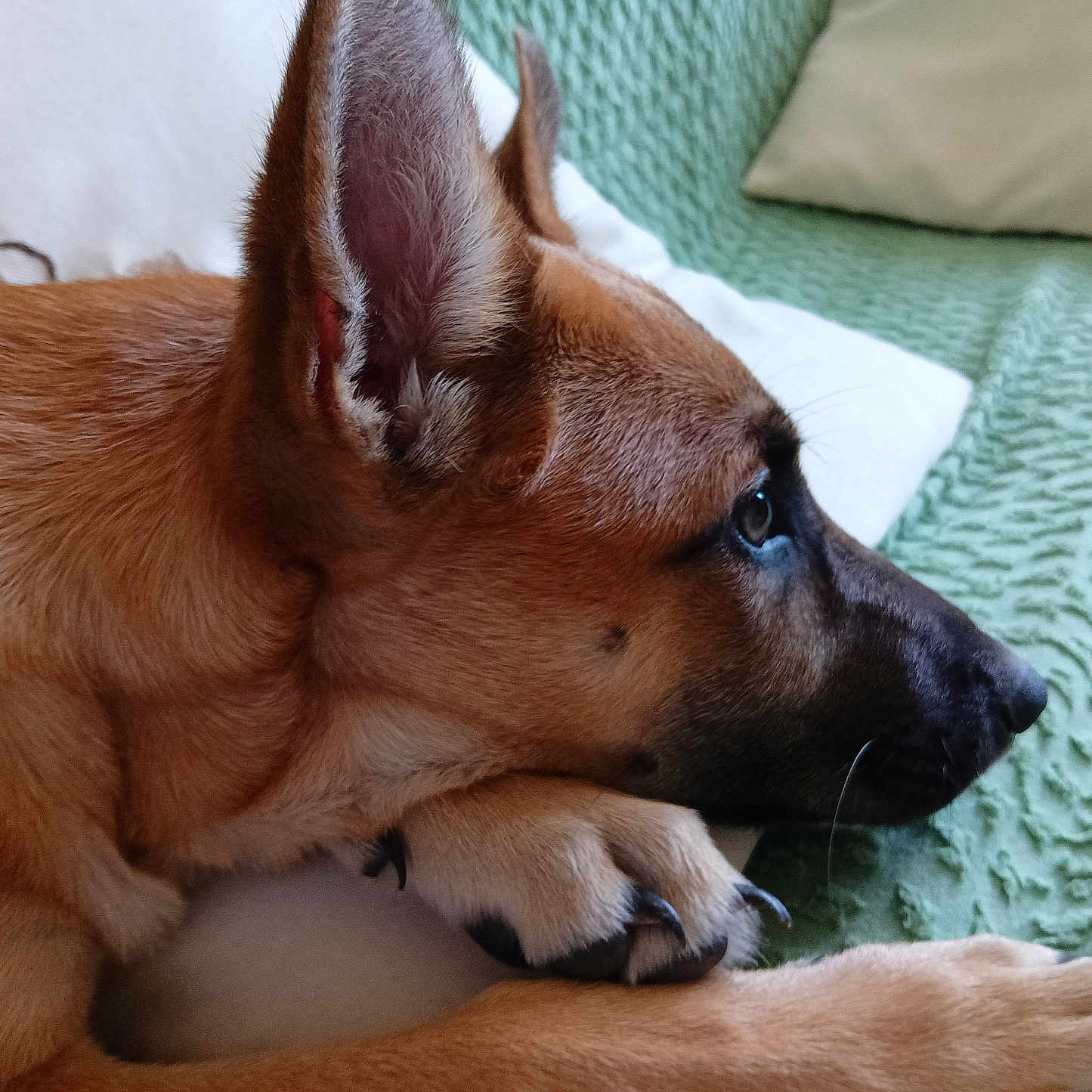 Belle a rejoint le concours — aidez-le/la à gagner de superbes lots ! dog, belgian_malinois, brown_fur, black_muzzle, pointy_ears, close_up, portrait, lying_down, crossed_paws, paw, claws, eye, whiskers, bed, blanket, pillow, indoor, relaxed, pet, animal