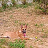 Belle a rejoint le concours — aidez-le/la à gagner de superbes lots ! dog, canine, lying_down, grass, dry_grass, outdoor, garden, yard, tan_fur, pointed_ears, tongue_out, happy, alert, yellow_ball, playful, animal, pet, portrait, plants, daylight
