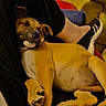 Belle a rejoint le concours — aidez-le/la à gagner de superbes lots ! puppy, dog, sleeping, resting, lying_down, brown_fur, tan_fur, white_chest, paws, animal, pet, indoor, couch, person, legs, sneaker, sock, blanket, cozy, portrait