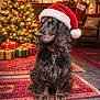 dog, santa_hat, christmas_tree, presents, rug, holiday, decorations, indoor, pet, festive, black_dog, tan_markings, fur, collar, cozy, lights, ornaments, stocking, wooden_wall, carpet
