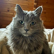 Unyx participe au concours pour gagner de l'argent avec cette photo : cat, fluffy, gray_cat, green_eyes, pet, indoor, feline, closeup, portrait, animal, soft, blanket, wooden_wall, curious, cute, mammal, whiskers, ears, fur, domestic_animal