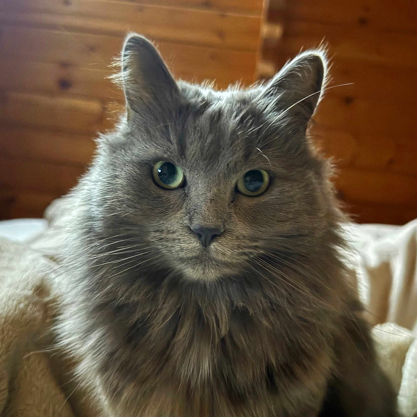 Unyx participe au concours pour gagner de l'argent avec cette photo : cat, fluffy, gray_cat, green_eyes, pet, indoor, feline, closeup, portrait, animal, soft, blanket, wooden_wall, curious, cute, mammal, whiskers, ears, fur, domestic_animal