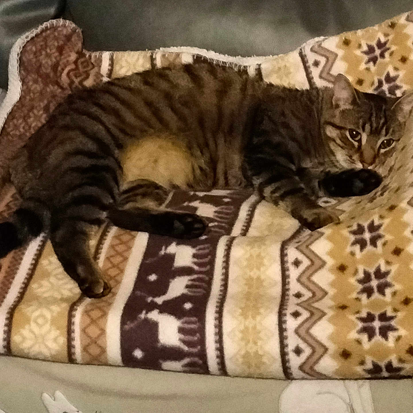 Jodi