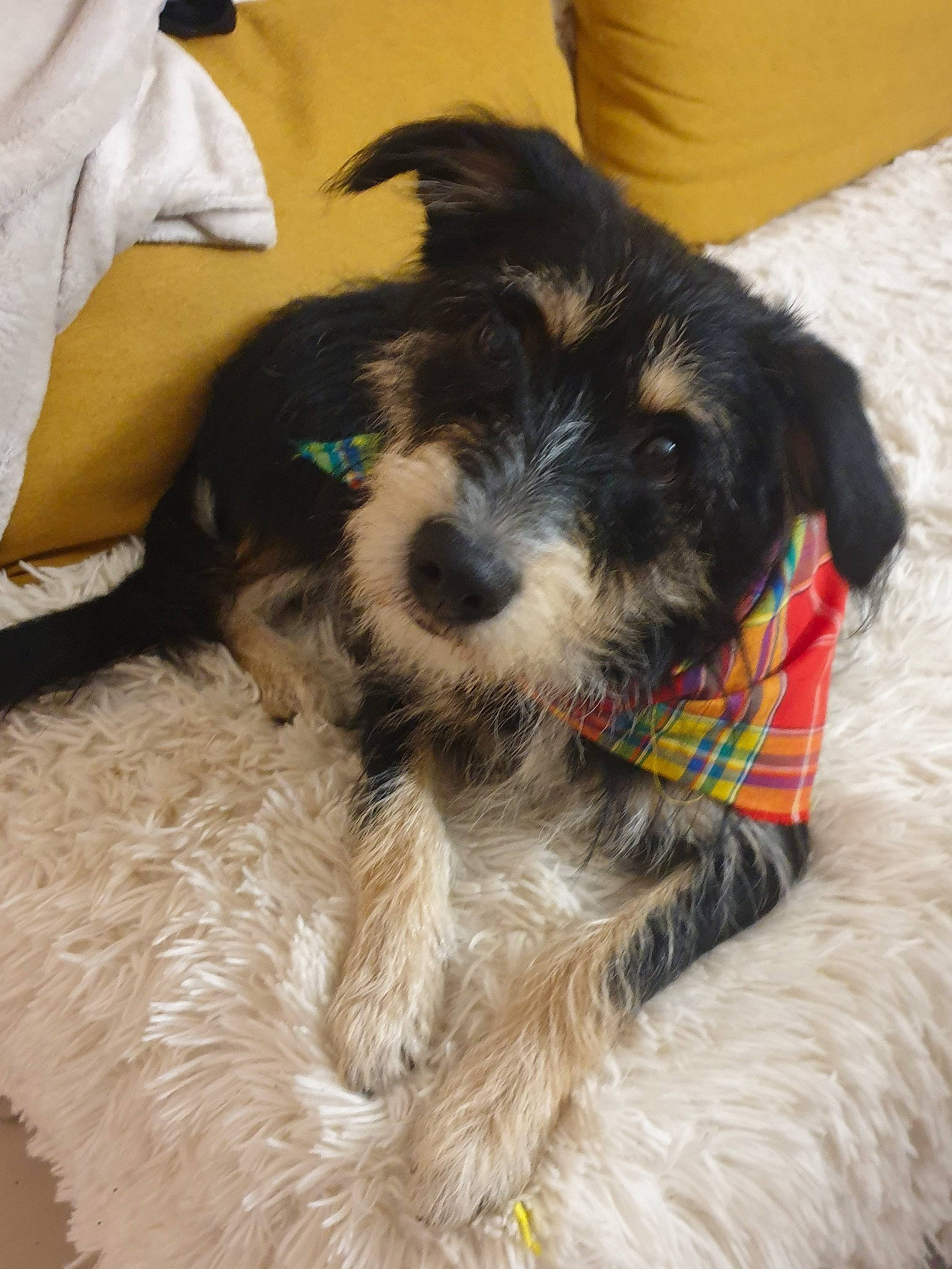 Willo a rejoint le concours — aidez-le/la à gagner de superbes lots ! biewer_terrier, canidae, carnivore, collar, companion_dog, dog, dog_breed, dog_collar, fur, maltepoo, non_sporting_group, puppy, small_terrier, snout, sporting_group, terrier, toy_dog, water_dog, working_animal, yorkipoo