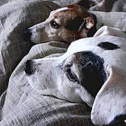 Lallycosta a rejoint le concours — aidez-le/la à gagner de superbes lots ! animal, blanket, brown_dog, closeup, companionship, cozy, cute, dog, domestic, fur, indoor, laying_down, pets, portrait, relaxing, resting, sleepy, snuggling, two_dogs, white_dog