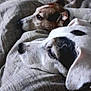 animal, blanket, brown_dog, closeup, companionship, cozy, cute, dog, domestic, fur, indoor, laying_down, pets, portrait, relaxing, resting, sleepy, snuggling, two_dogs, white_dog