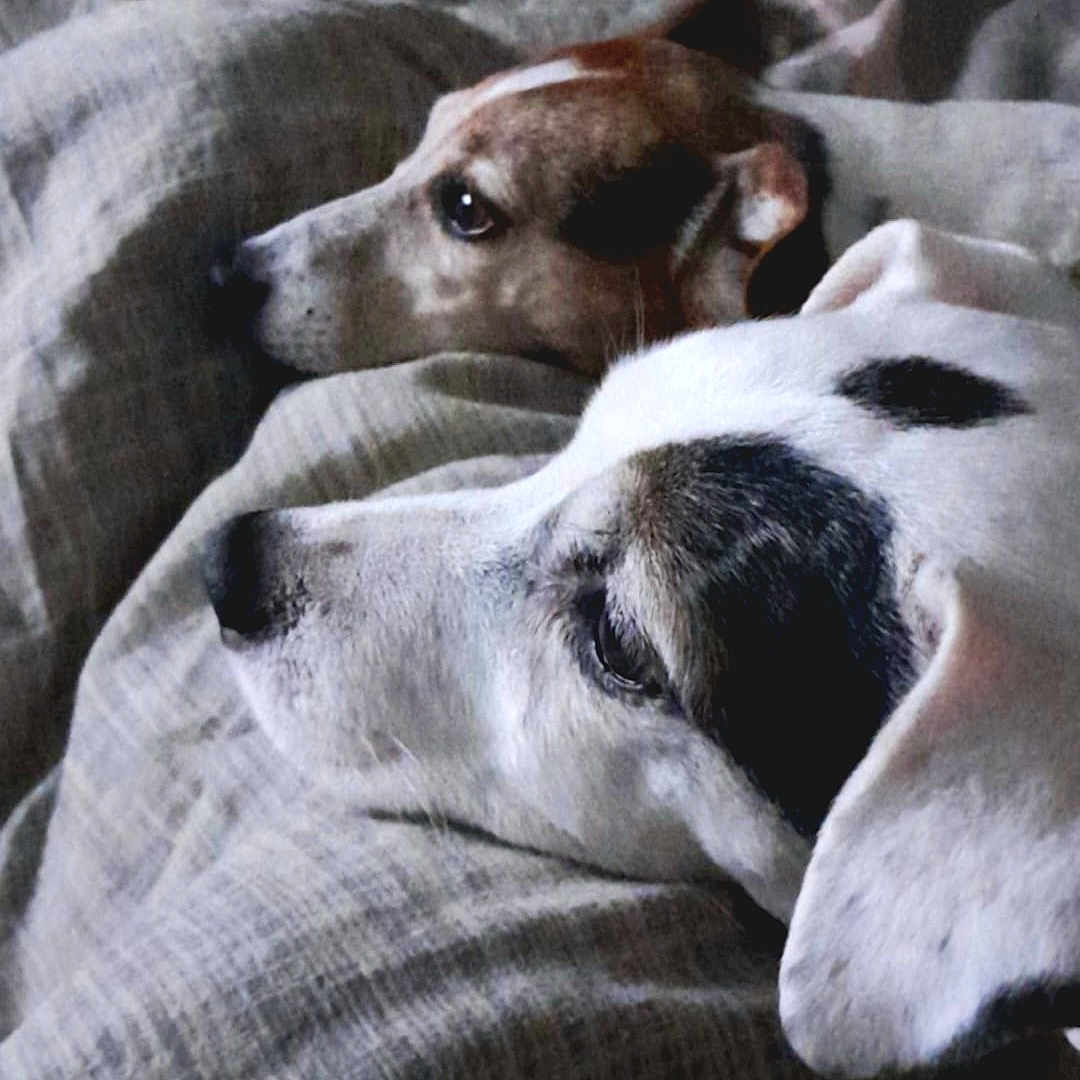 Lallycosta a rejoint le concours — aidez-le/la à gagner de superbes lots ! animal, blanket, brown_dog, closeup, companionship, cozy, cute, dog, domestic, fur, indoor, laying_down, pets, portrait, relaxing, resting, sleepy, snuggling, two_dogs, white_dog