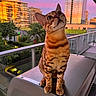 animal, balcony, bengal_cat, building, cat, closeup, domestic_cat, evening, feline, glass_railing, looking_up, nature, orange_glow, outdoor, pet, purple_sky, spotted, striped, sunset, urban