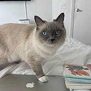 Imogene is registered to the contest to win money with this photo: cat, blue_eyes, pet, paw, whiskers, fur, laptop, macbook, apple_logo, book, bed, blanket, sheet, indoor, door, wall, tv, light_switch, curious, portrait