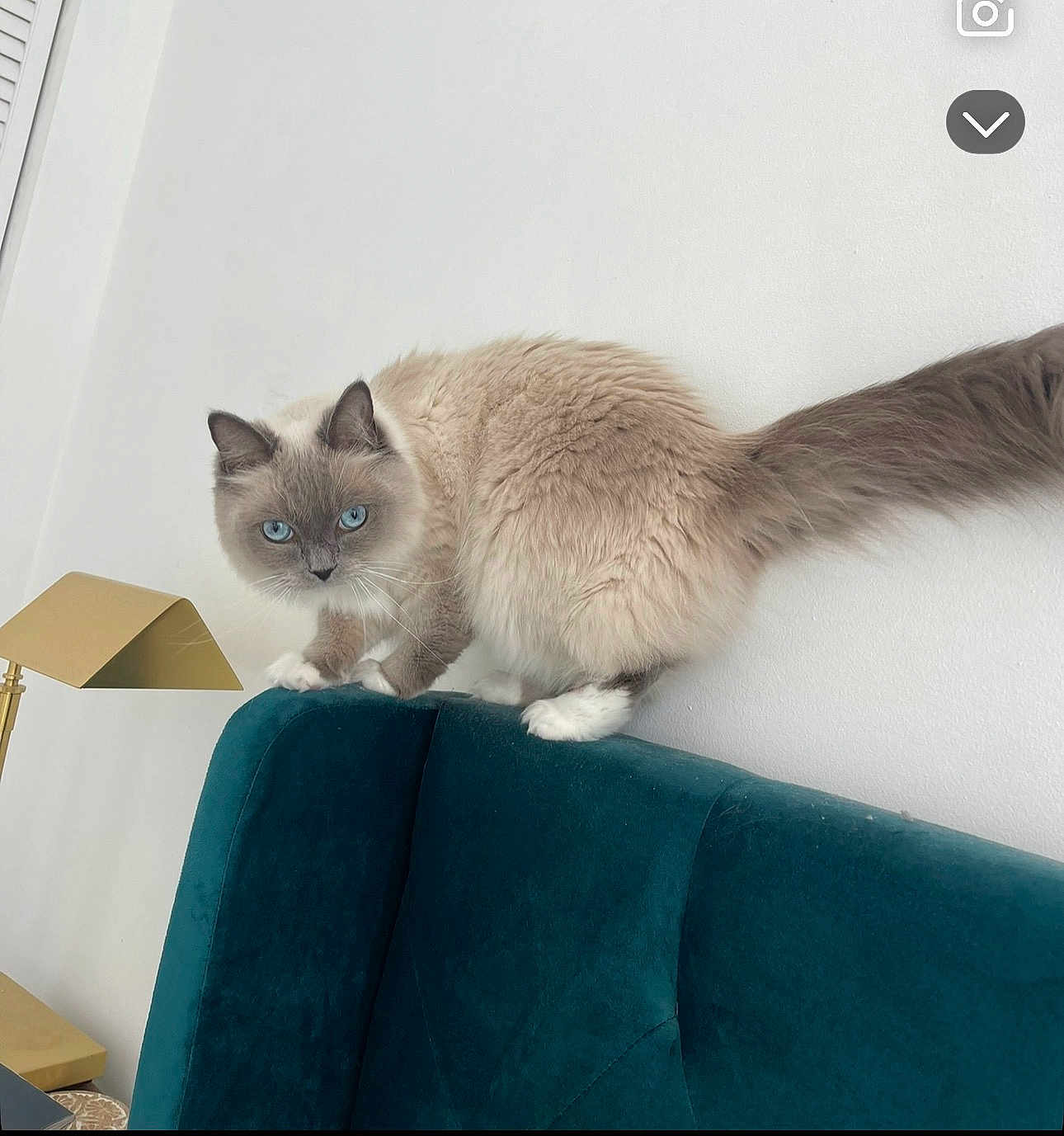 Imogene joined the competition — help win amazing prizes! cat, pet, blue_eyes, fluffy, long_fur, tail, paws, whiskers, indoor, headboard, teal_furniture, lamp, white_wall, curious, portrait, domestic_animal, sitting, furniture, close_up, home_interior