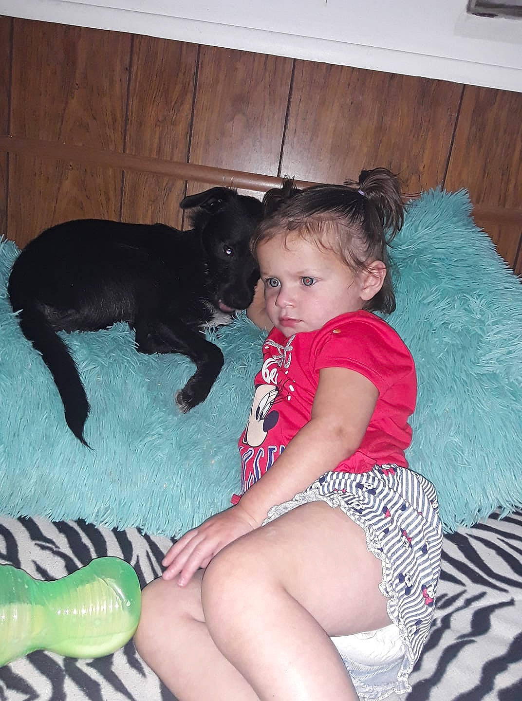 Mika is registered to the contest to win money with this photo: canidae, dog_breed, fawn, guard_dog, leg, person, sitting, thigh