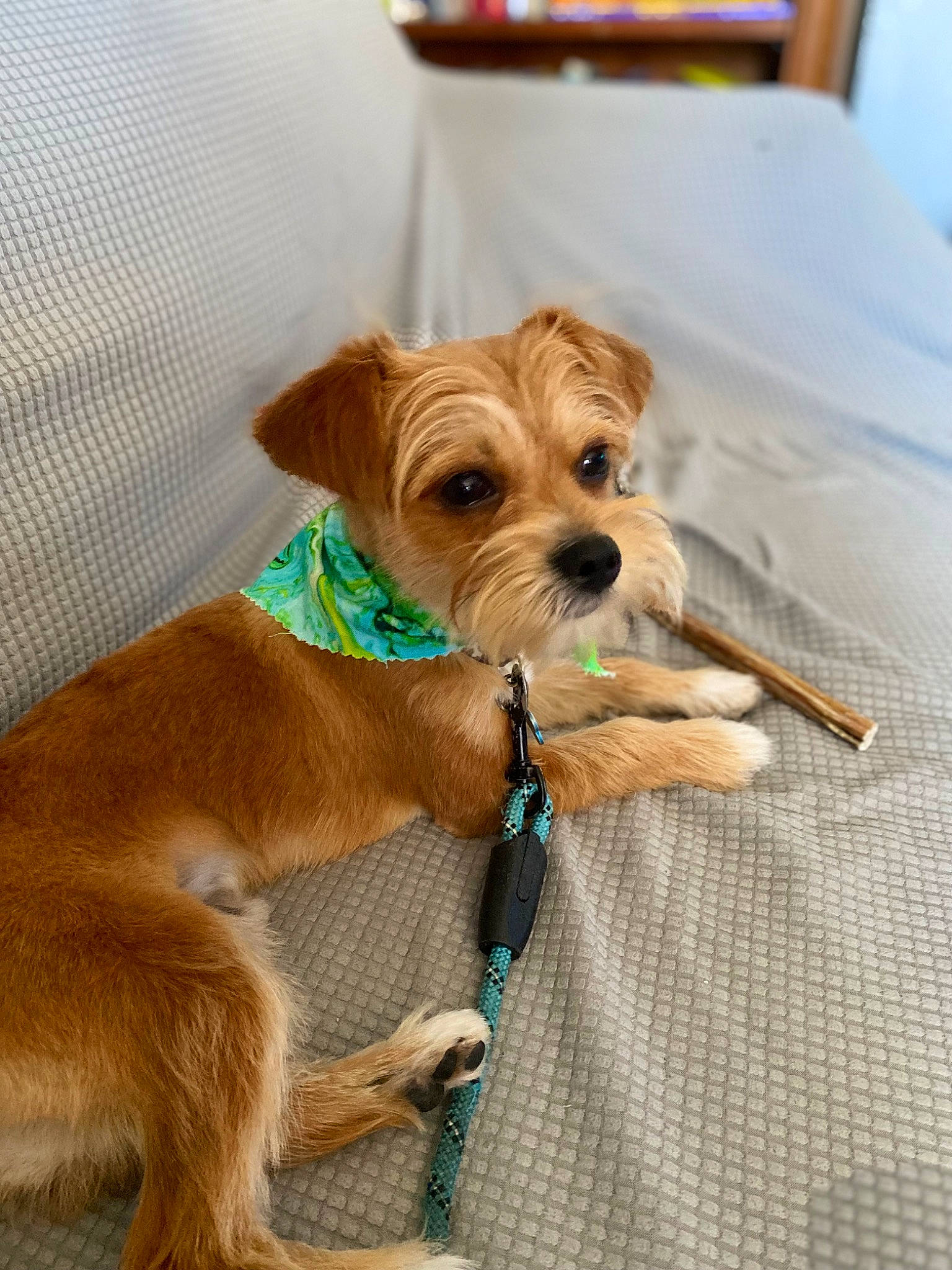 Luigi Galileo joined the competition — help win amazing prizes! canidae, carnivore, collar, companion_dog, dog, dog_breed, dog_clothes, dog_collar, dog_supply, fashion_accessory, fawn, firefighter, leash, liver, pet_supply, small_terrier, snout, sporting_group, toy_dog, working_animal