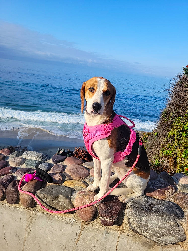 Canela is registered to the contest to win money with this photo: adventure, beach, carnivore, cloud, collar, companion_dog, dog, dog_breed, dog_collar, dog_supply, fawn, fun, landscape, leash, leisure, pet_supply, plant, sky, water, working_animal
