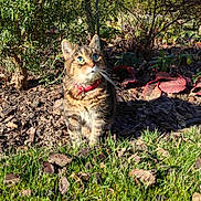 Inès a rejoint le concours — aidez-le/la à gagner de superbes lots ! animal, cat, closeup, curious, daylight, feline, garden, grass, green_eyes, leaf, looking_up, mulch, nature, outdoor, pet, plants, red_collar, shrub, sunlight, tabby