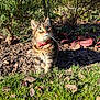 animal, cat, closeup, curious, daylight, feline, garden, grass, green_eyes, leaf, looking_up, mulch, nature, outdoor, pet, plants, red_collar, shrub, sunlight, tabby