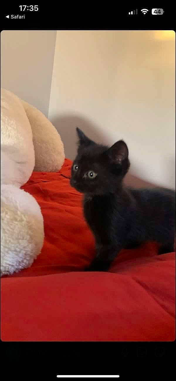 Sonic participe au concours pour gagner de l'argent avec cette photo : black_cat, bombay, carnivore, cat, cat_supply, claw, comfort, domestic_short_haired_cat, felidae, fur, grey, small_to_medium_sized_cats, snout, tail, whiskers