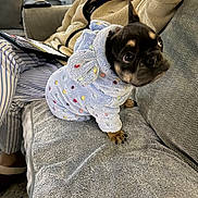 Reggie is registered to the contest to win money with this photo: blanket, blue, couch, cozy, curtain, cute, dog, furniture, hoodie, indoor, man, paw, pet, polka_dot, puppy, relaxed, smile, soft, striped_pants, window