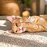 animal, carpet, cat, closeup, cotton_swab, curious, cute, domestic_cat, ears, feline, home, indoor, orange_tabby, paws, pet, playing, relaxed, soft_texture, sunlight, whiskers