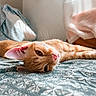 cat, orange_tabby, bed, bedspread, patterned, indoor, relaxed, sleepy, feline, whiskers, ears, pink_nose, sunlight, window, cozy, resting, cute, pet, domestic_cat, animal