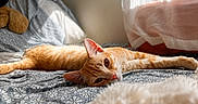 Koda a rejoint le concours — aidez-le/la à gagner de superbes lots ! cat, ginger_cat, bed, bedspread, patterned, indoor, resting, relaxed, sunlight, curtains, cozy, feline, pet, sleepy, orange_fur, whiskers, ears, animal, soft_light, comfort