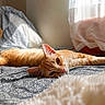 cat, ginger_cat, bed, bedspread, patterned, indoor, resting, relaxed, sunlight, curtains, cozy, feline, pet, sleepy, orange_fur, whiskers, ears, animal, soft_light, comfort