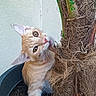 Koda a rejoint le concours — aidez-le/la à gagner de superbes lots ! animal, cat, close_up, curious, feline, funny_pose, fur, green_eyes, indoor, nature, orange_cat, palm_tree, pet, pink_nose, plant_pot, pointed_ears, portrait, tree_trunk, whiskers, white_cat