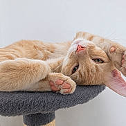 Koda a rejoint le concours — aidez-le/la à gagner de superbes lots ! animal, cat, close_up, feline, floppy_ear, funny, fur, fuzzy_bed, indoor, lying_down, orange_cat, paws, pet, pink_paw_pads, portrait, relaxed, sleeping, tabby, upside_down, whiskers