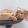 animal, cat, close_up, feline, floppy_ear, funny, fur, fuzzy_bed, indoor, lying_down, orange_cat, paws, pet, pink_paw_pads, portrait, relaxed, sleeping, tabby, upside_down, whiskers