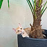alert, animal, cat, curious, cute, ears, eyes, face, home, indoor, kitten, orange_cat, palm, paw, pet, plant, planter, pot, wall, whiskers